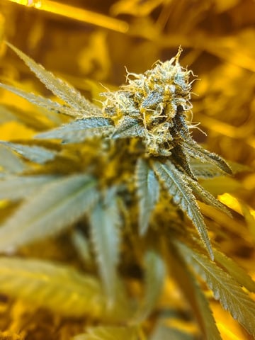 first grow — flower, day 25