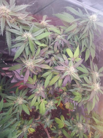 ( Guava Dawg × Sour Tangie ) F2