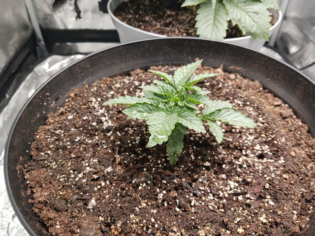 Gorilla Sherbert Feminized From Blimburn Seeds  — vegetative, day 24