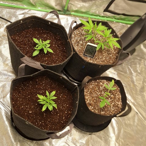Experimental DIY Run — flower, day 1