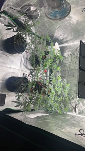 blueberry cupcake  — vegetative, day 55