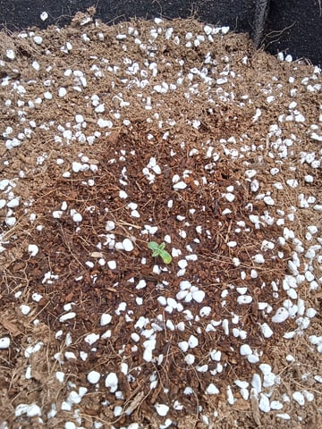 Lemon Cherry Cookies Auto  — seedling_rooting, day 5