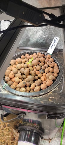 My First Grow — seedling_rooting, day 9