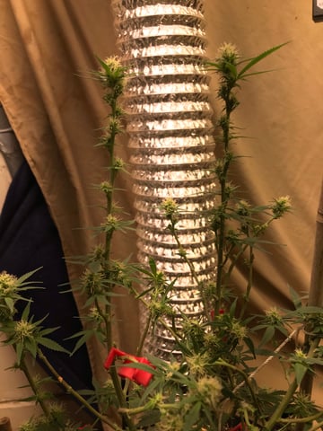 autos — germination, day 83