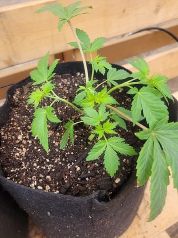 Making Crosses  — vegetative, day 60