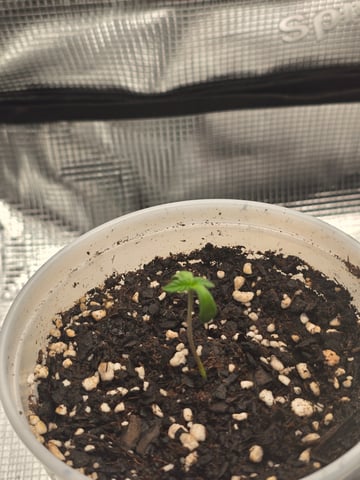 Northern lights #10 2nd plant (Selkies) — seedling_rooting, day 3