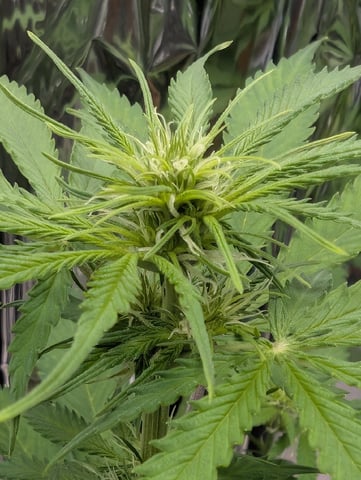 Zkittlez (Auto) — flower, day 50