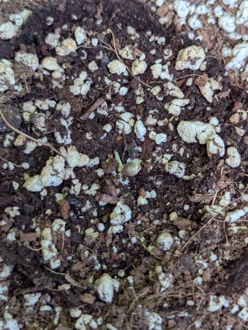 Pineapple Express Auto  — germination, day 3