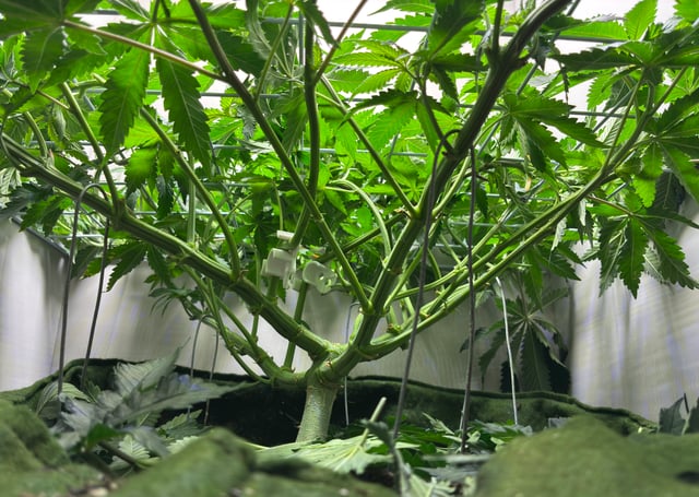 Armário — flower, day 5