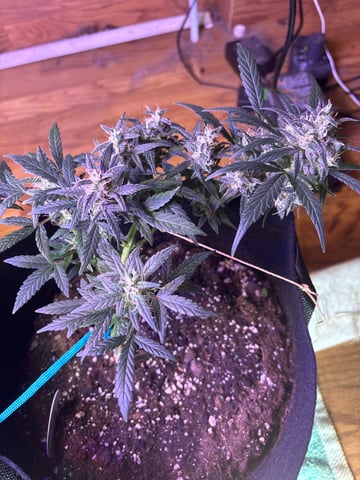 Northern Lights & Quick One  — flower, day 31