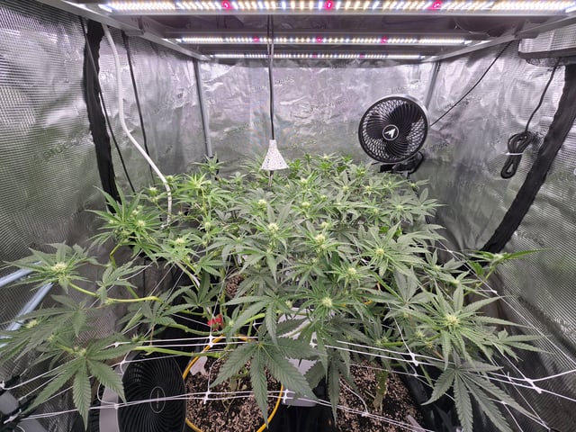 Grow #2 — flower, day 25