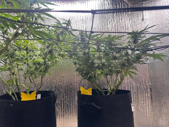 trying some bag seeds — flower, day 54