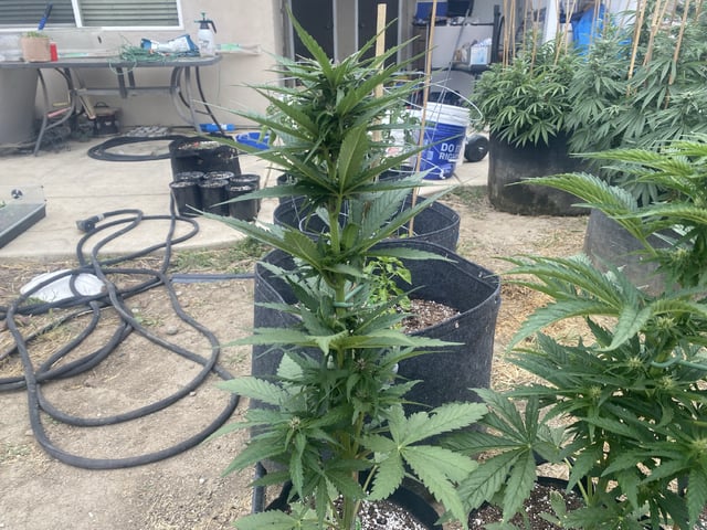 Auto Grow #1 2026 — flower, day 49