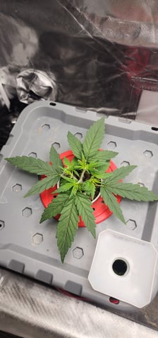 El Chemi Kiwi autoflower  — vegetative, day 15