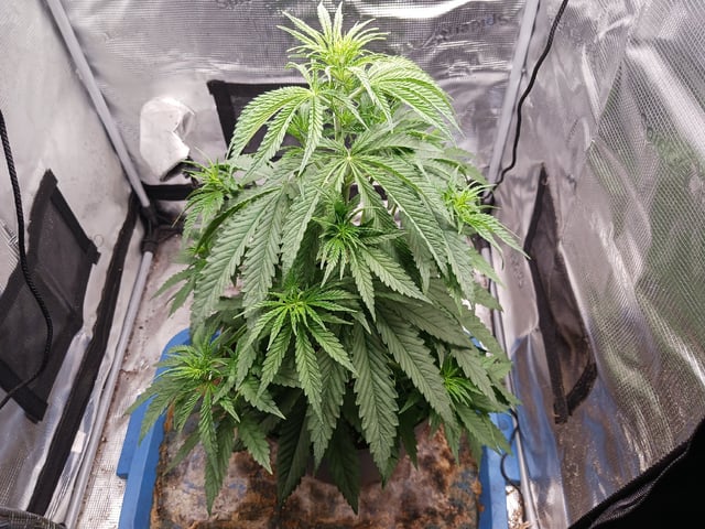 2nd Grow 2026  — vegetative, day 33