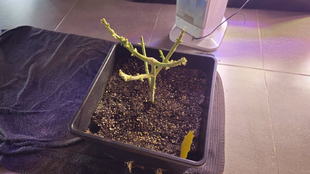 first grow adventure  — harvest, day 99