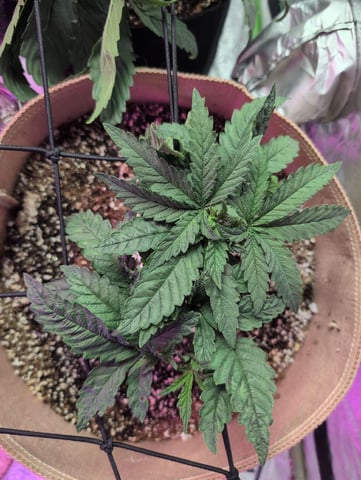 2025-26 — vegetative, day 27