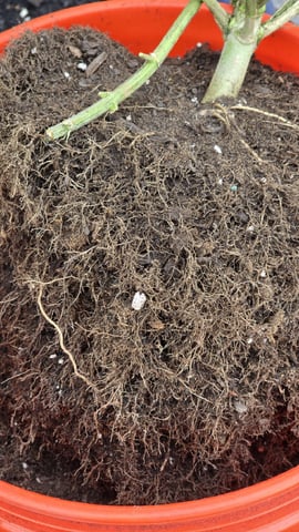  1 Blue Zushi x Venom & 1 Jack Here x Strawberry Cookies OG — flower, day 92