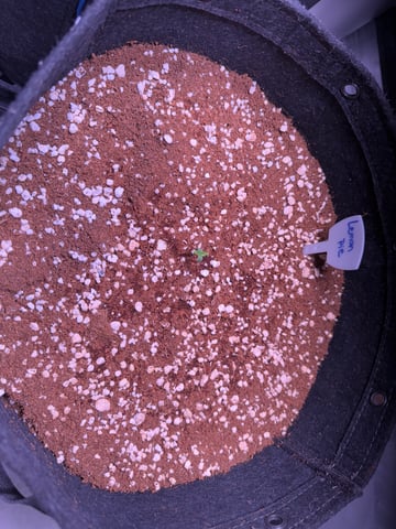 Lemon Pie & Wedding Glue (Autos) — seedling_rooting, day 6