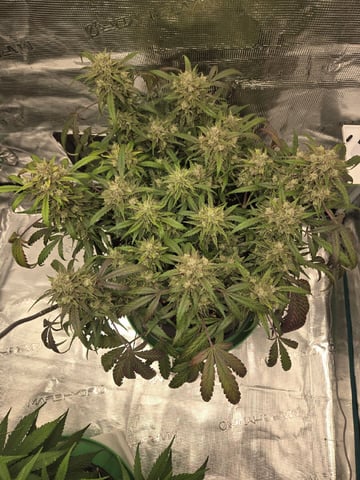 GDP auto 3X5 tent — flower, day 95