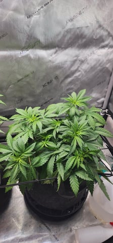 FastBuds Trainwreck Auto — flower, day 38