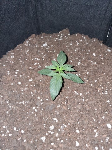 Cali Kush — vegetative, day 1