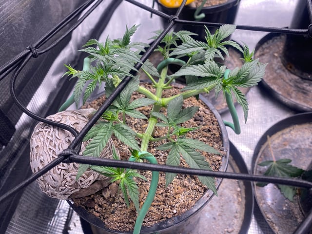 Solfire Gardens Grow — vegetative, day 42