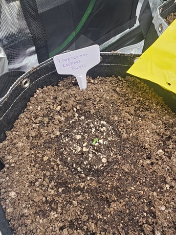 first grow — seedling_rooting, day 3