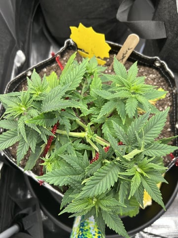 First Grow.. How am I doing? — vegetative, day 37
