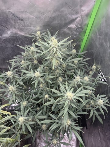 Indoor & Outdoor Grow 6 — flower, day 60
