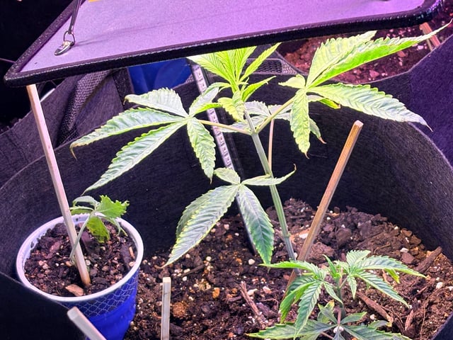 mixing it up — vegetative, day 15