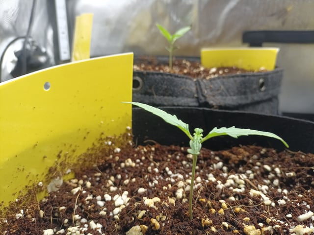 Last girls got kicked. — seedling_rooting, day 8