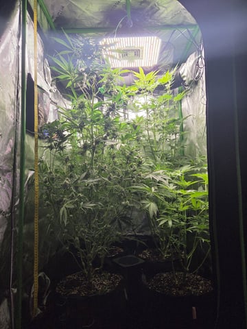 Special Kush#1 and Purple Queen Auto  — flower, day 72