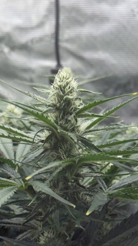 Papaya Cookies Autos  — auto, day 10