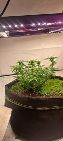 First Grow with the new setup  — auto, day 45