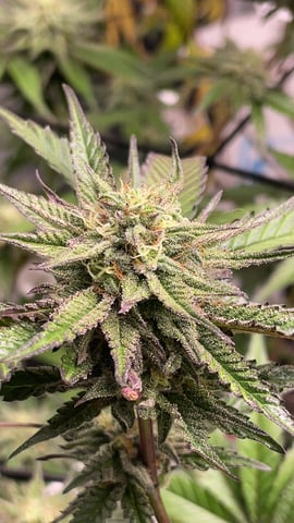 blueberry cupcake  — flower, day 104