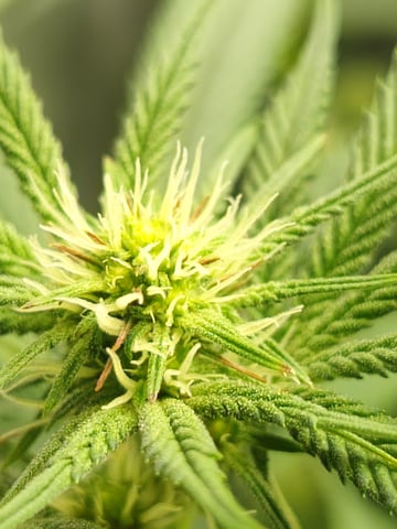 First clones (Dr nefario)  — flower, day 44