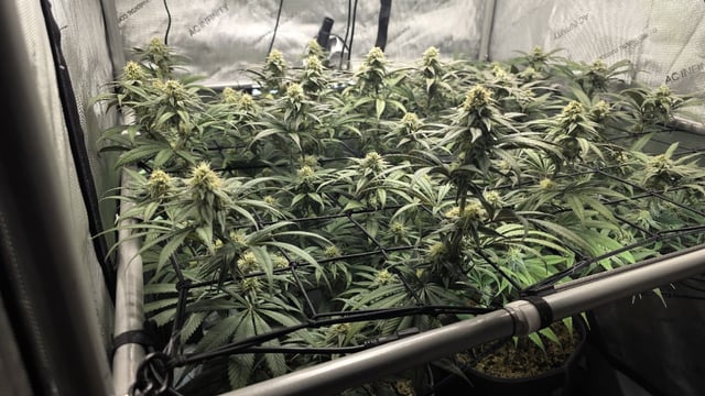 Strawberry Sugar  — flower, day 92