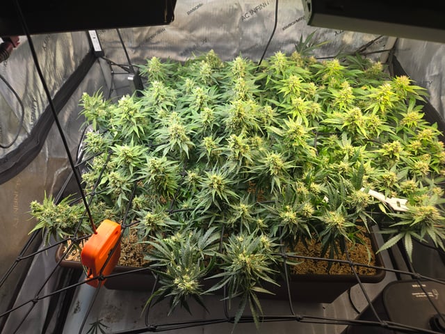 White rhino — flower, day 84