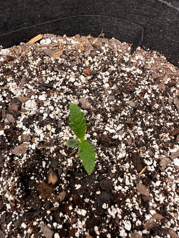Gorilla Cookies — 1st Grow — seedling_rooting, day 11