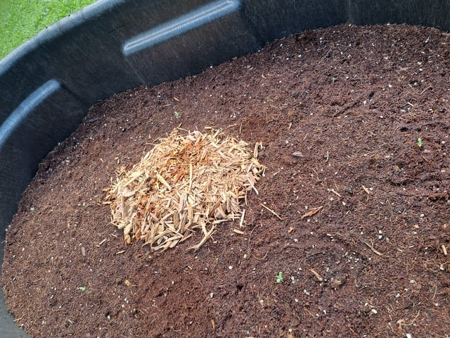 Bucket List Grow #1 — germination, day 4