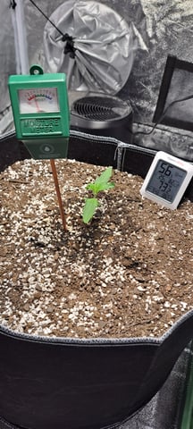 Hawaiian Haze  — seedling_rooting, day 6