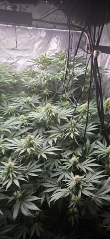 Maple Nectar  — flower, day 67
