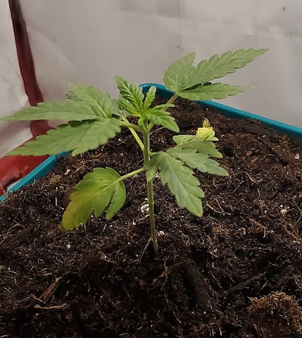 Plant 10A — vegetative, day 25