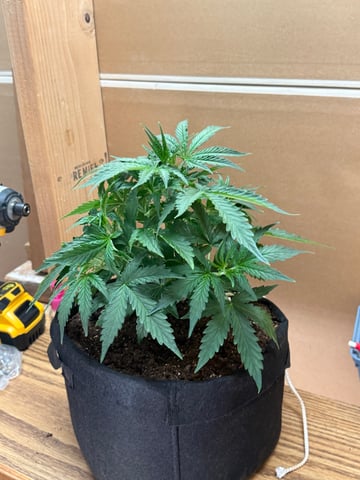 Indoor — vegetative, day 28