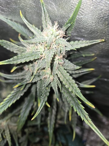 high octane x holy grail  — auto, day 59