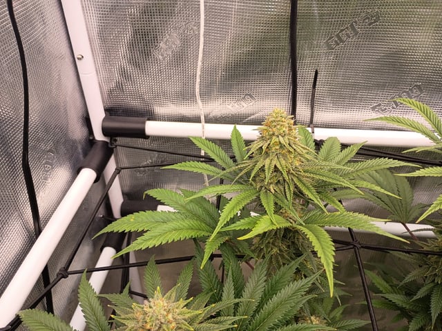 FastBuds Photo-Lemon Mandarin  — flower, day 126