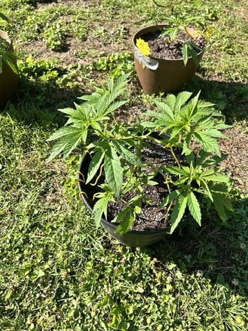 2026 Outdoor — vegetative, day 49