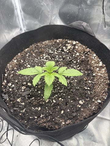 Blackberry Kush — seedling_rooting, day 6