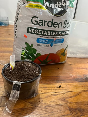 My Devine Conscious  — seedling_rooting, day 1